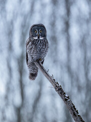 Great Gray Owl perches still on a tree stump in a snowy forest