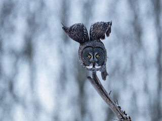 Great Gray Owl takes off from  a tree stump in a snowy forest