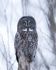 Great Gray Owl perches still on a tree stump in a snowy forest