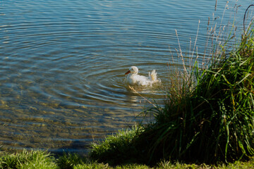 Swan fluffing up feathers in lake on sunny day