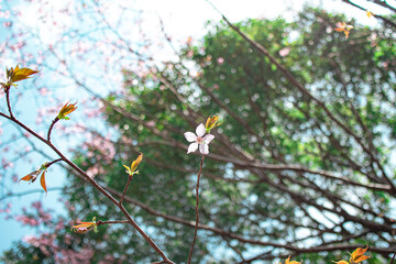 一輪の桜