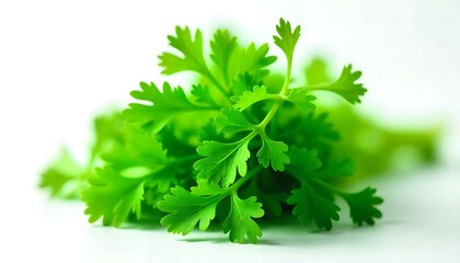 Fototapeta premium Fresh cilantro sprigs bright green culinary herb close-up aromatic ingredient for cooking