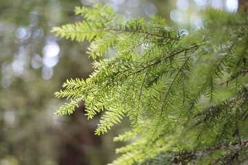 Fototapeta premium Foliage Of The Western Hemlock-Spruce