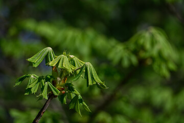 Young fresh chestnut leaves on a branch.
