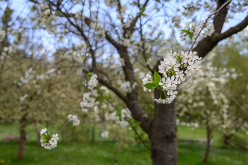 Beautiful white cherry blossoms on a branch.
