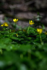 Yellow spring orsay flower outdoors in nature.
