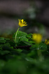 Yellow spring orsay flower outdoors in nature.

