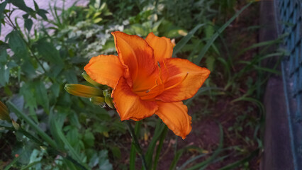 Bright orange daylily flowers (Hemerocallis) blooming in a garden. Close-up of vibrant orange petals with green foliage in the background. Summer nature scene with colorful perennial flowers.