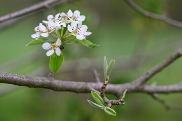 White pear tree flowers on a branch.
