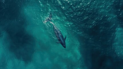 Aerial Perspective of Majestic Humpback Whale Swimming Freely in Turquoise Ocean