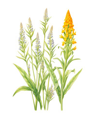 Botanical illustration showcasing elegant spires of white and vibrant yellow flowers
