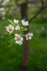 White pear tree flowers on a branch.
