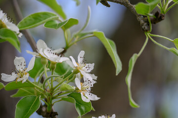White pear tree flowers on a branch.
