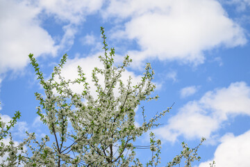 Beautiful white flowers in the crown of a cherry tree.