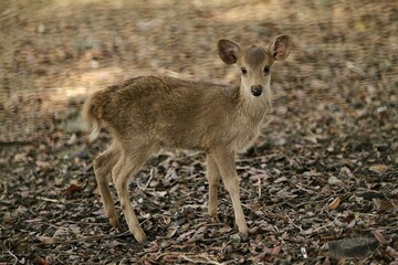portrait of a small timor deer