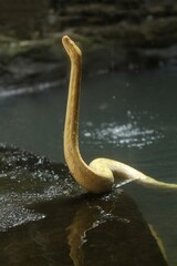 a yellow python standing on the edge of the pond