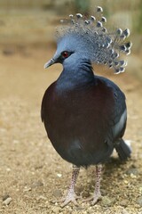 portrait of a beautiful mambruk