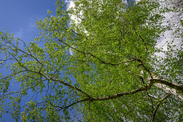 View into the crown of a birch tree with green leaves.
