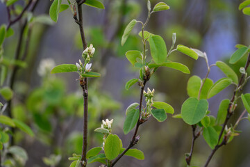 White flowers of Indian blueberry on a branch.
