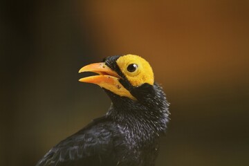expression of a mino dumontii bird