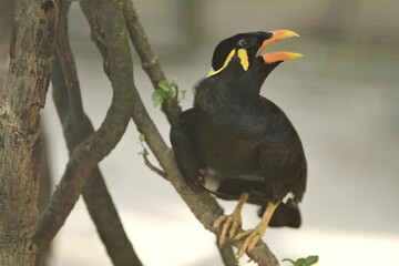 expression of a gracula robusta bird