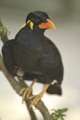 expression of a gracula robusta bird