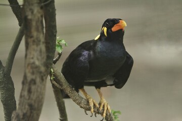 expression of a gracula robusta bird