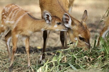 portrait of a cute sitatunga
