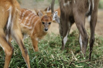portrait of a cute sitatunga