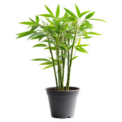 Potted bamboo plant growing [Transparent Background PNG].