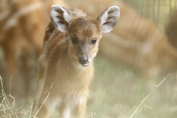 portrait of a cute sitatunga