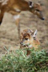 portrait of a cute sitatunga