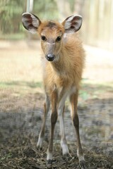 portrait of a cute sitatunga
