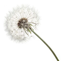 Dandelion Seed Head Close Up On White Background With Fluffy Texture