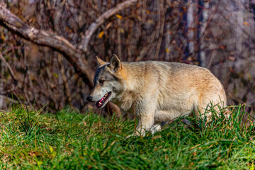  Grey wolf (Canis lupus)  also known in north america as Timber wolf