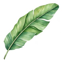 Watercolor Illustration Of Banana Leaf On White Background,Tropical Design