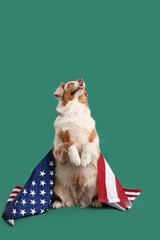 Cute dog with USA flag on green background. Independence Day celebration