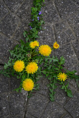 Yellow dandelion flower growing in the sidewalk.

