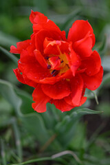 Beautiful red multi-petaled tulip flower.

