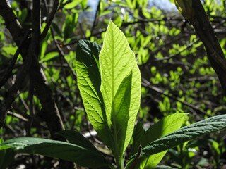 Spring Leaves Of The Osoberry