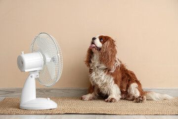 Fototapeta na wymiar Funny dog and electric fan against beige wall