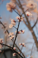 Delicate Prunus mume blossoms on dark branches against soft bokeh