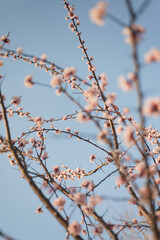 Flowering apricot (Prunus mume) branches against a clear blue sky in Illinois