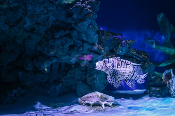 Striped lionfish swimming around coral reef structures in a deep blue aquarium, surrounded by...