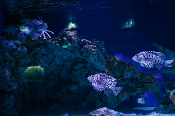 Striped lionfish swimming around coral reef structures in a deep blue aquarium, surrounded by...