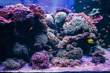Large school of clownfish swimming among colorful corals and sea anemones in a vibrant reef...