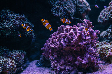 Group of clownfish swimming around vibrant purple soft coral in a colorful saltwater reef aquarium, showcasing vivid marine biodiversity and tropical underwater scenery