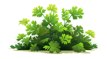 Parsley Plant with Vibrant Green Foliage Flat Vector Illustration
