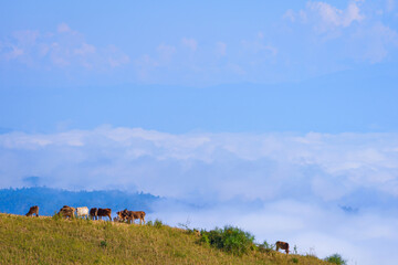 Obraz premium Beautiful scenery of the sea of mist in the morning at the Car Camping site with a viewpoint nature at Doi Ba Lu Kho Mountain in Mae Chaem, Chiang Mai, Thailand. Natural concept.