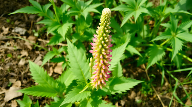 Background the Viborera (Echium plantagineum) is a biannual herbaceous plant, from the Boraginaceae family and origin in Europe.